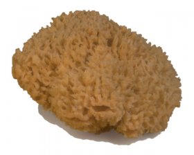 Deep Sea Natural Body Sponge